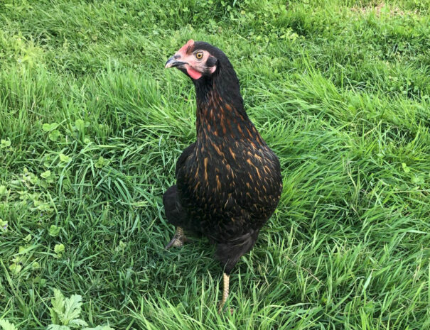 waschnig_at_tiere_001