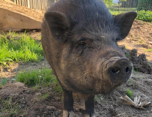 waschnig_at_tiere_002