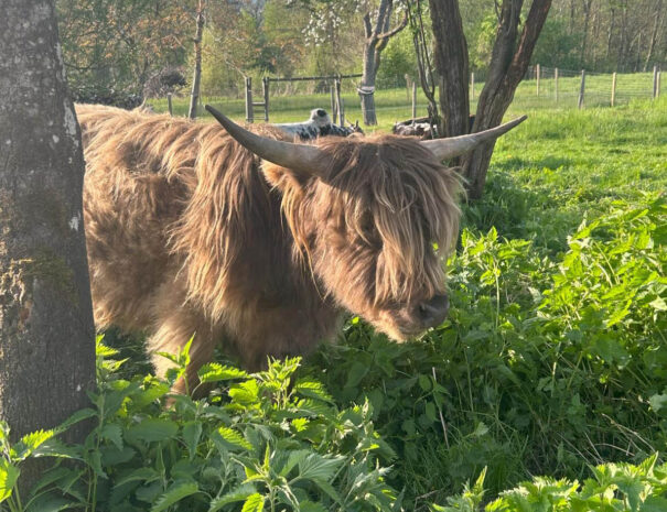 waschnig_at_tiere_007