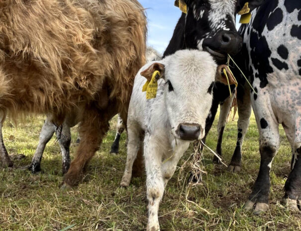 waschnig_at_tiere_012