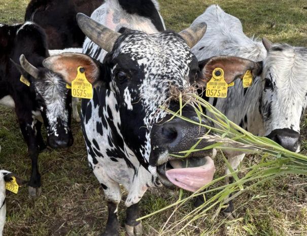 waschnig_at_tiere_010