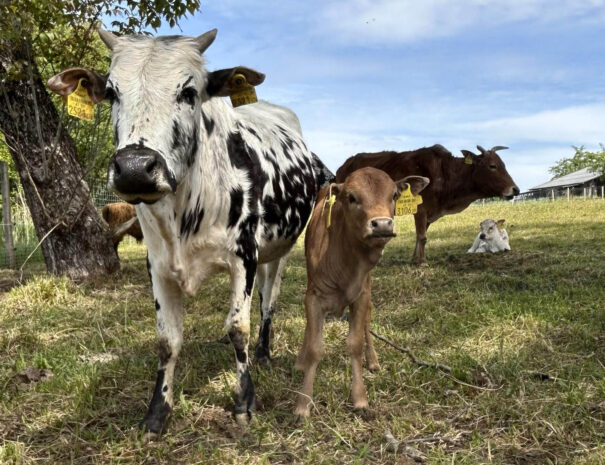 waschnig_at_tiere_015