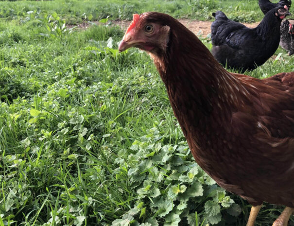 waschnig_at_tiere_021