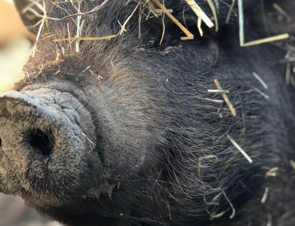 waschnig_at_tiere_022