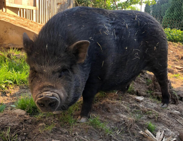 waschnig_at_tiere_023