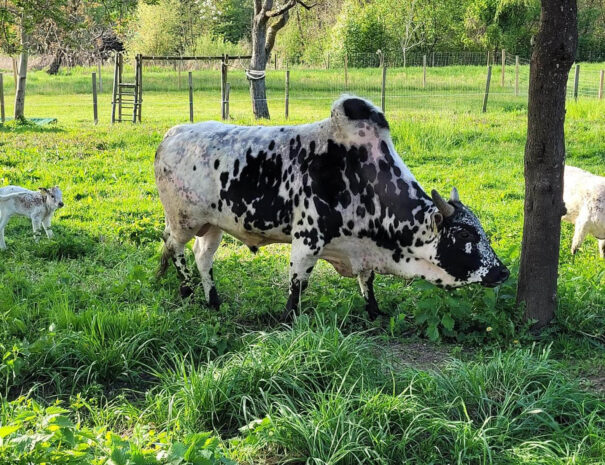 waschnig_at_tiere_024